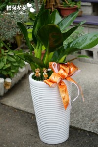 橙葉盆栽06