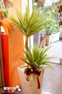 橙葉盆栽08